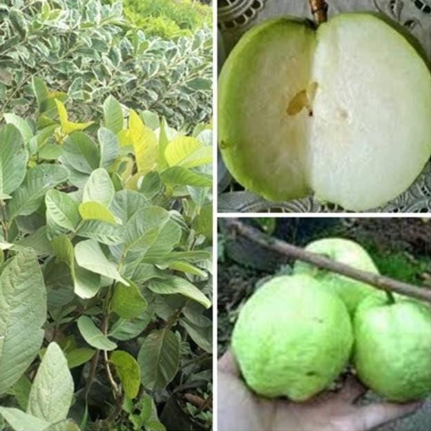 Bibit Jambu Kristal Tanpa Biji - Jambu Kristal Seedless Non Biji boleh COD