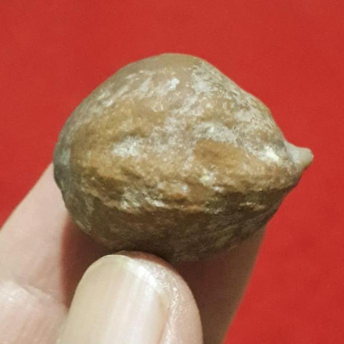 Muncang Adu Anak Mayit Urgen