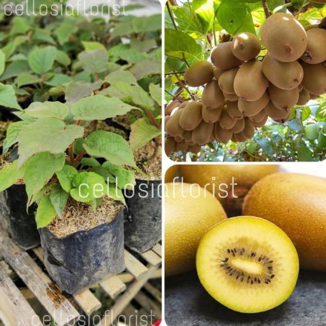 siap berbuah Bibit Tanaman Buah Kiwi Golden Import fres bisa COD