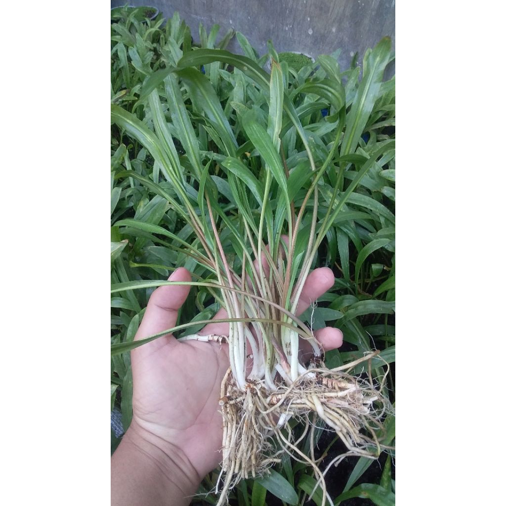 Cryptocoryne spiralis green