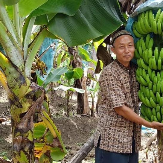 RESTOCK BIBIT TANAMAN BUAH PISANG GIANT CAVENDISH - BELI 3 GRATIS 1 ATV