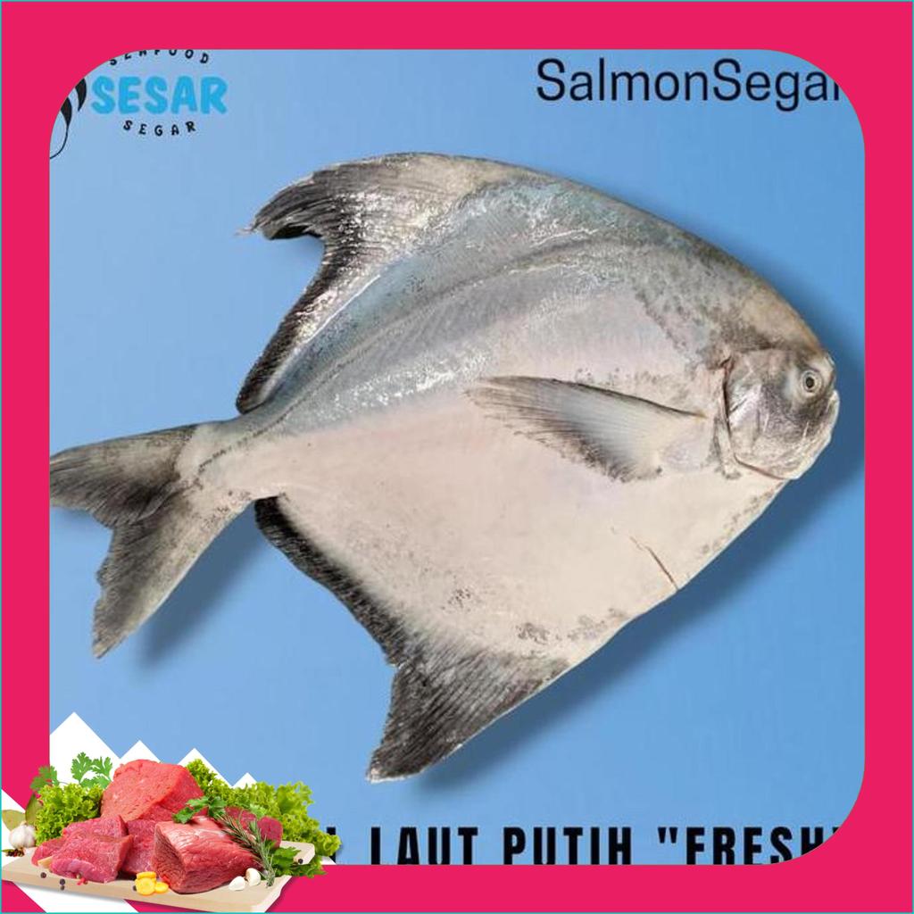 Ikan Bawal Laut Putih 1 Kg - Bawal Putih Segar - Seafood Grab