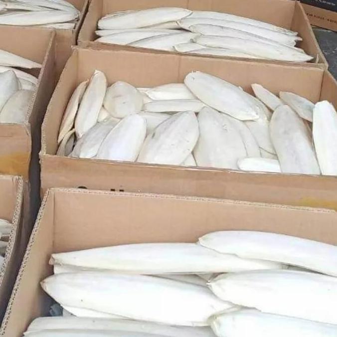 TERLARIS - Satu kilo gram tulang sotong jumbo size 20cm up