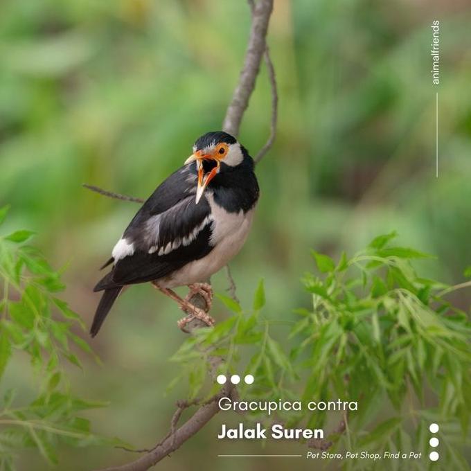 Burung Jalak Suren Anakan Jinak