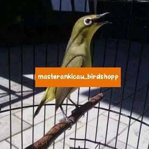 PROMO DISKON - burung pleci dakun Pacitan bahan prospek super