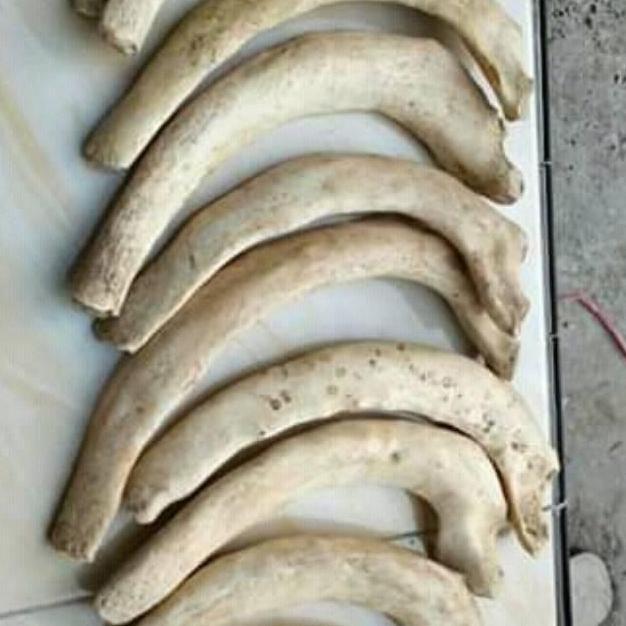 Promo Bahan iga duyung Limited