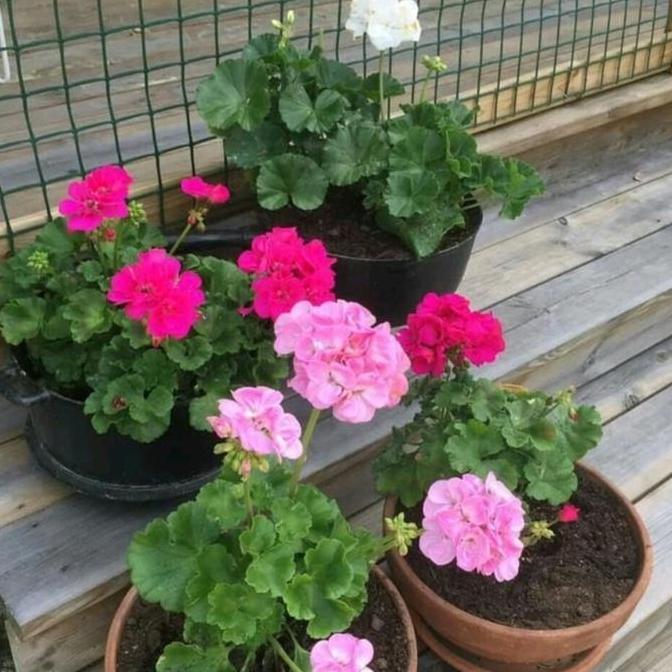 Promo tanaman hias geranium // bunga geranium COD