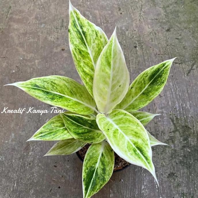 Promo Tanaman hias aglonema lipstik putih - Aglonema white lipstik COD