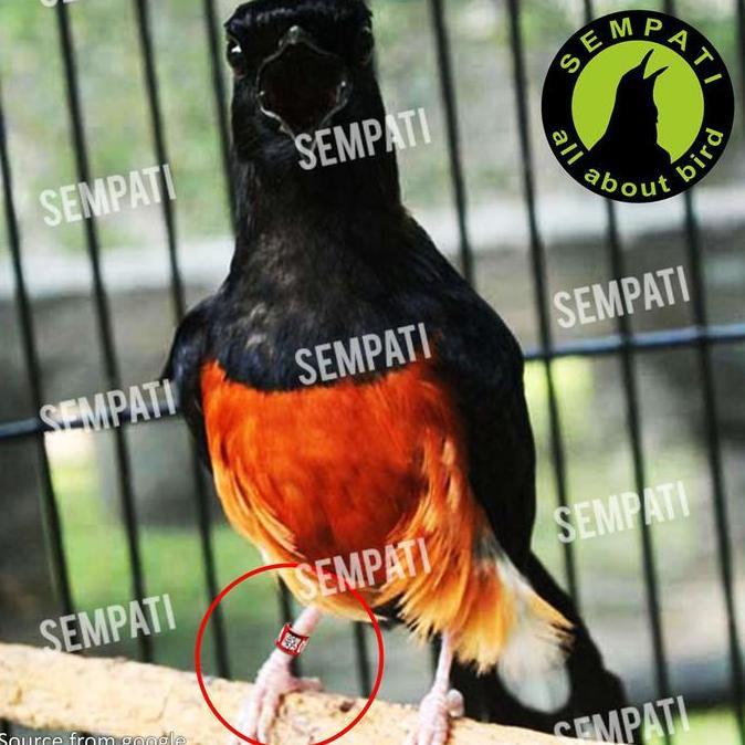 SEMPATI Ring Murai Ring Penanda Kaki Burung Murai Stainless Barcode Penanda Pengaman Kaki Burung Mur