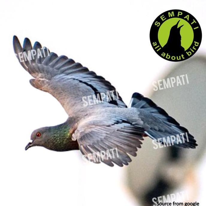 SEMPATI Jamu Merpati Hercules Herculest 100 Butir Obat Dopping Vitamin Suplemen Giring Super Keket N