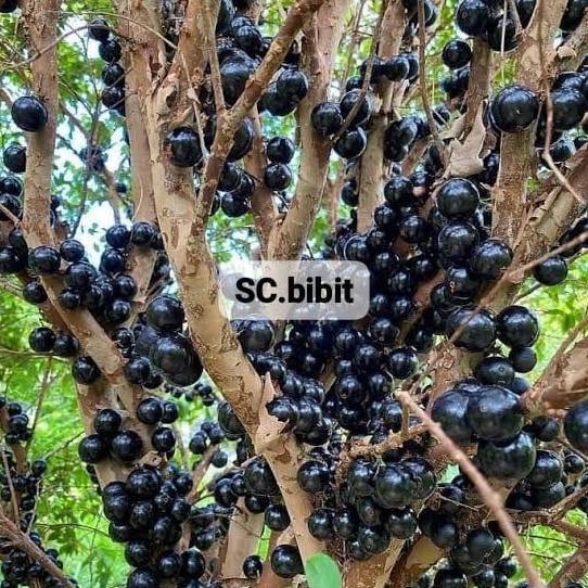 BIBIT ANGGUR POHON BRAZIL || Super Premium Cepat Berbunga dan Berbuah