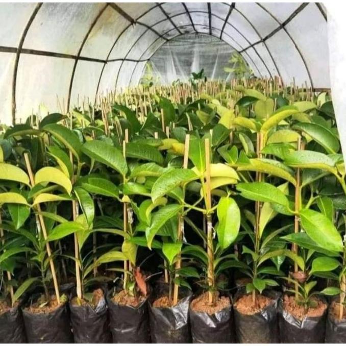 bibit tanaman buah manggis okulasi cangkok berbuah/berbuah