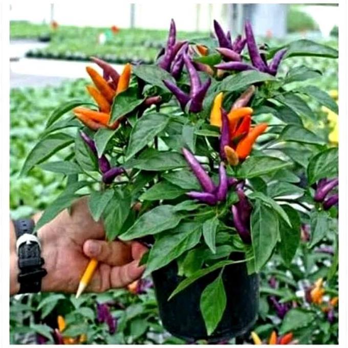 Tanaman Cabe pelangi sudah berbuah