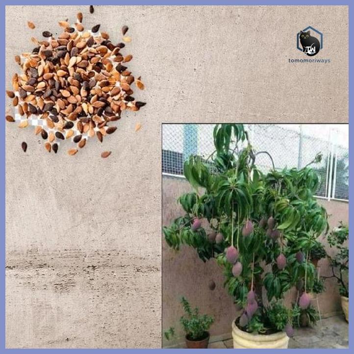 MANGGA IRWIN  OKULASI - DAUN RIMBUN - BUAH UNGU MANIS - SUPER GENJAH TAMAN TANAMANA BIBIT PEKARANGAN