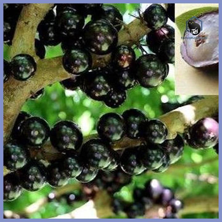 BIBIT TANAMAN BUAH ANGGUR BRAZIL / BIBIT POHON ANGGUR BRAZIL PRECO CEPAT BERBUAH TAMAN TANAMANA BIBI