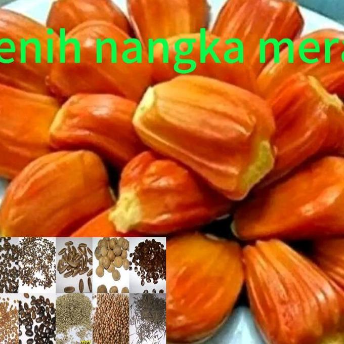 benih tanaman nangka merah super (bbt)