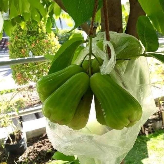 BISA BERBUAH DI POT Green Giant PROMO MURAH Bibit Jambu Air Okulasi Cepat Berbuah Manis Renyah Ukura