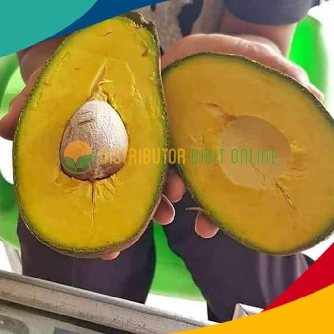 BISA BERBUAH DI POT Bibit alpukat yamagata