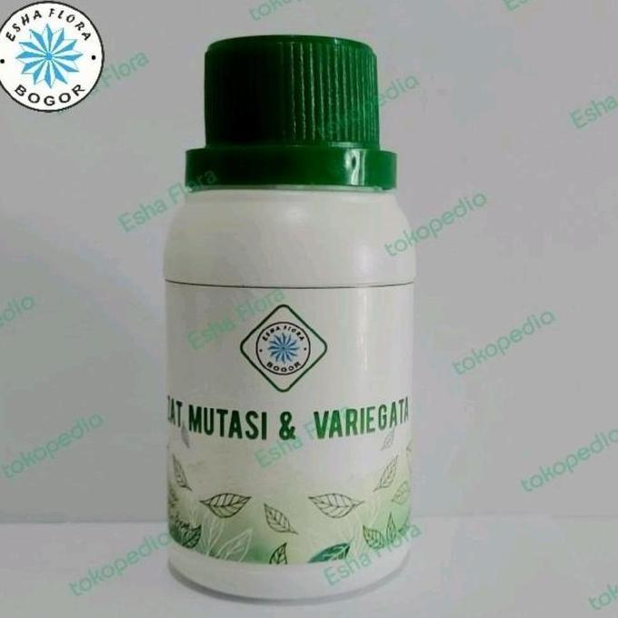 Zat Mutasi Variegata Esha Flora