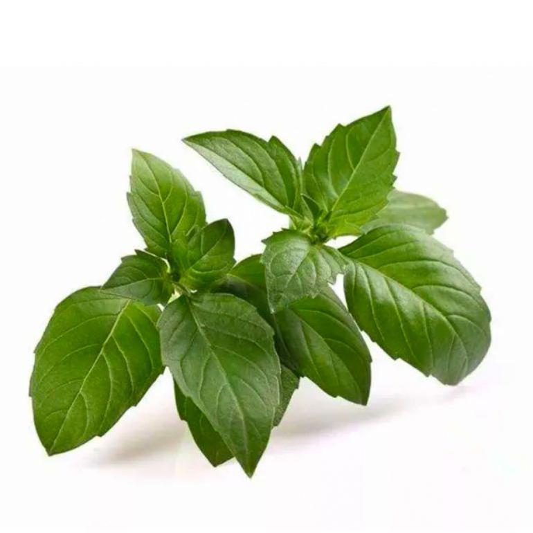 Bisa Cod Ya Kak 200 Biji - Benih Kemangi Lalap Super Berkwalitas - Bibit Sayuran - Benih Sayuran Bas