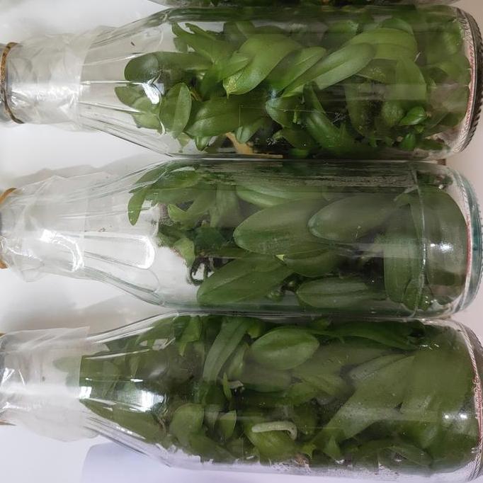 Bibit Botol Anggrek Bulan atau Phalaenopsis hybrid