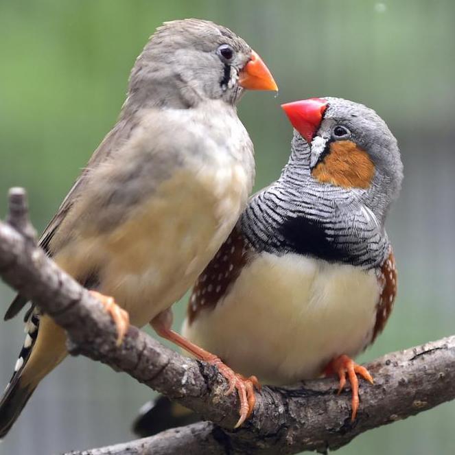 Burung Zebra Finch Sepasang Aviary