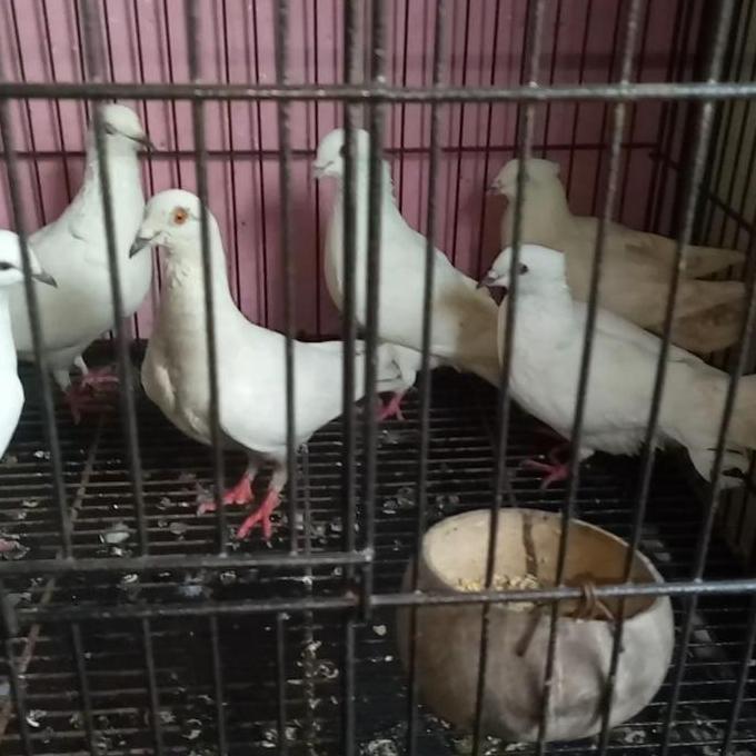 Burung Merpati Putih Polos