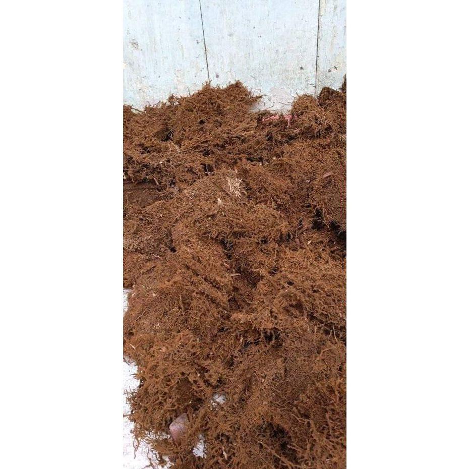 Promo Cod Mos Hitam Asli Media Anggrek 1Kg 