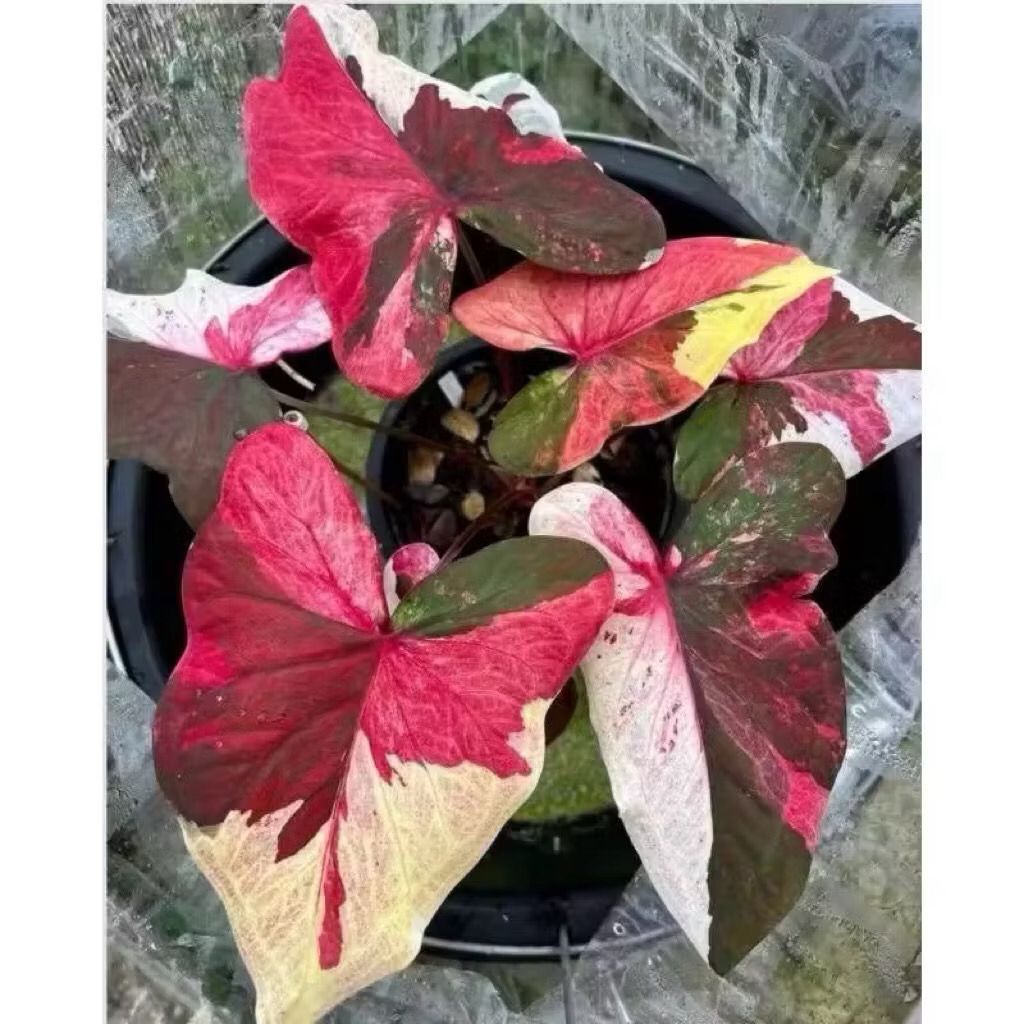 Bibit Bonggol Umbi Caladium Thailand,Benih Keladi Thailand Tanaman Hias