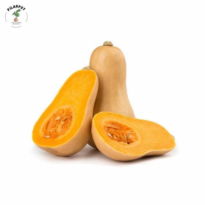 benih bibit labu madu f1 cap panah merah - LABU MADU F1