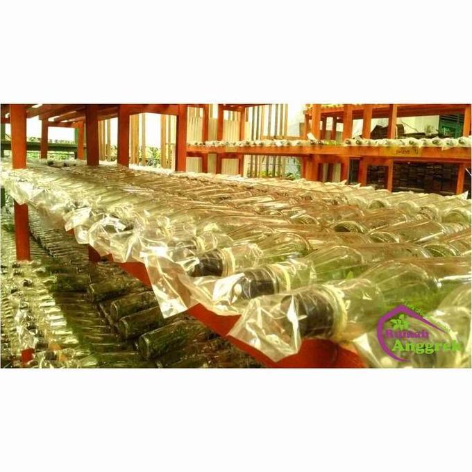 New- Bibit Botol Anggrek Bulan Dendrobium Cattleya Vanda Phalaenopsis