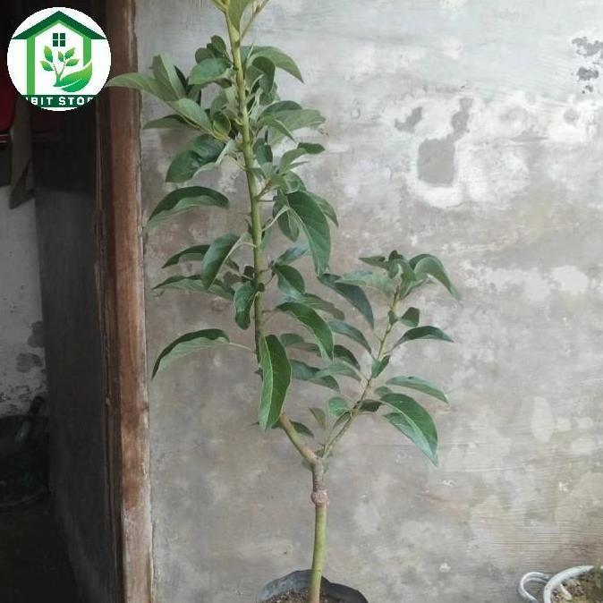 New- bibit alpukat miki 1 meter up