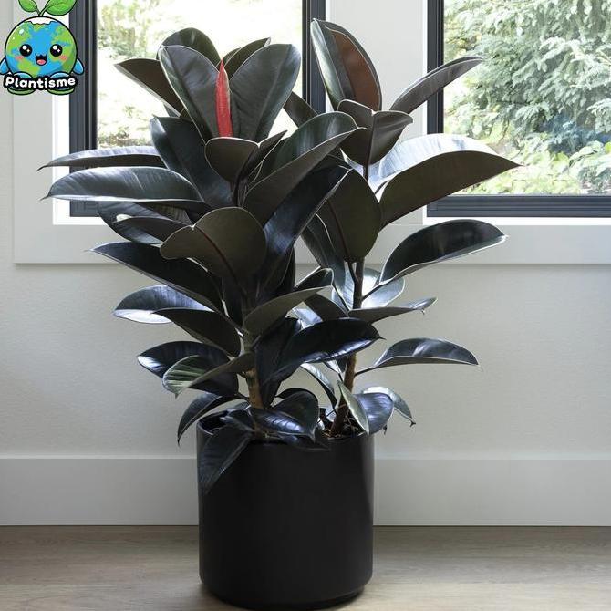 Terlaris Tanaman Hias - Rubber Plant Ficus elastica 'Red Robusta' Karet Kebo Indoor Outdoor Air Puri