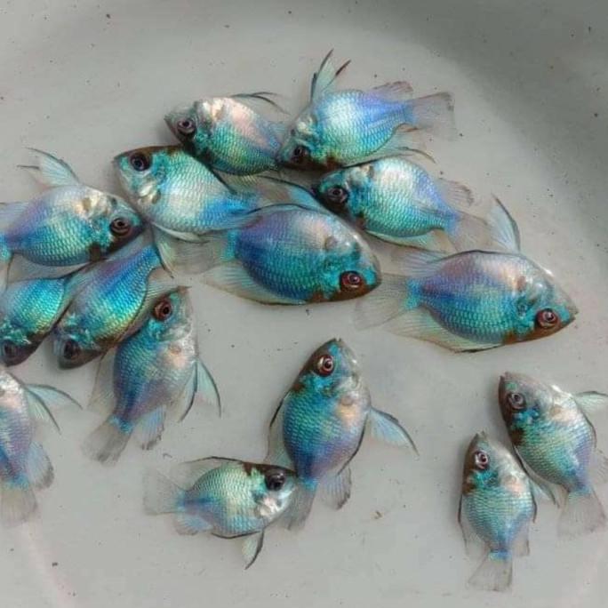 New- Blue elektrik XL indukan - blue electric ramirezi balon slayer