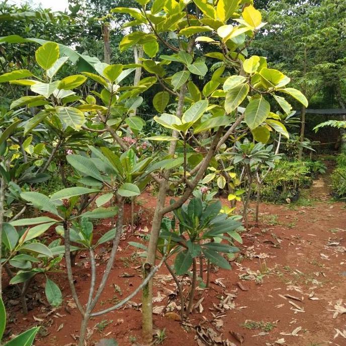 POHON KARET KEBO KUNING. Tinggi 2 Meter.