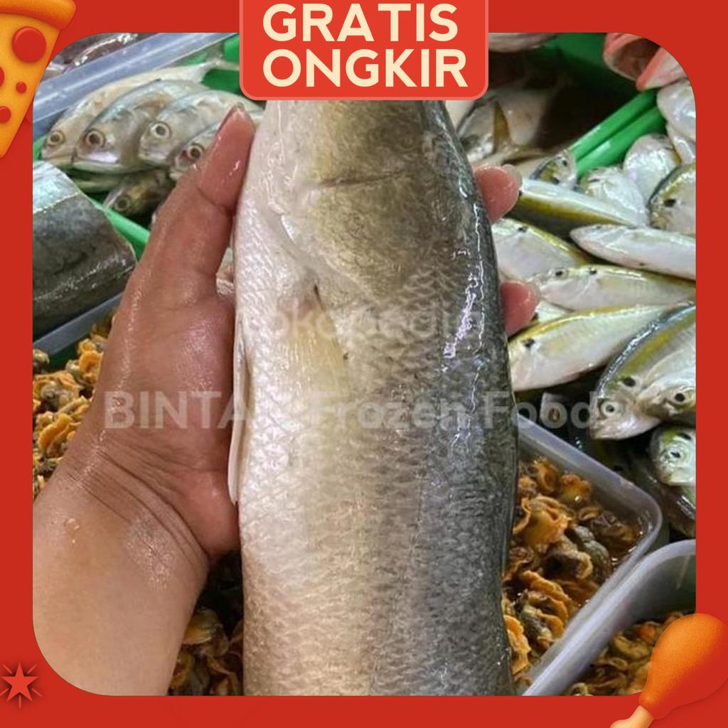Ikan Kakap Putih Baramundi Segar Fresh 1 Kg / Bila Pesan 500 Gram Kalo Ikan Besar2 Kemungkinan Akan 