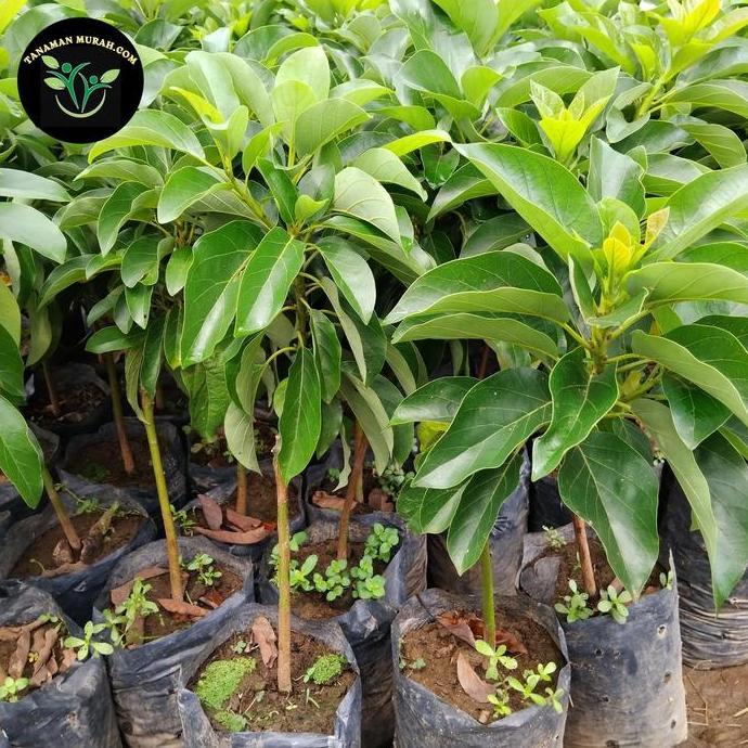 bibit alpukat kelud super jumbo