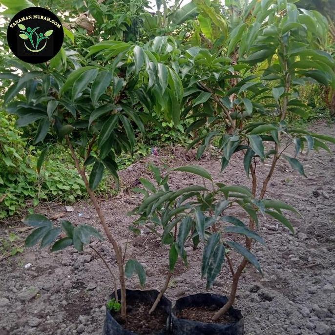 Bibit Buah Leci Kom/Leci Merah Cangkok