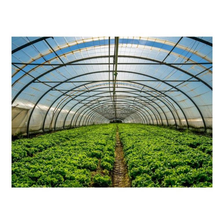 Bisa Cod Plastik Uv Juara Lebar 6 Meter Per Rol 100M/Uv 14% ><