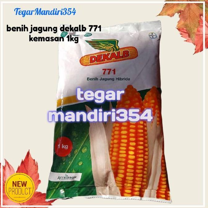 benih jagung hibrida dekalb 771 kemasan 1kg dekalb 771 1kg benih unggul