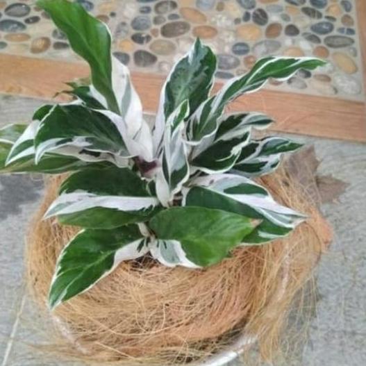 tanaman hias chalatea tisu/bulu ayam + pot tawon putih