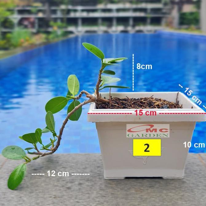 Tanaman Hias Pohon Bonsai Mame Beringin Korea Mini Dolar B-BK-010