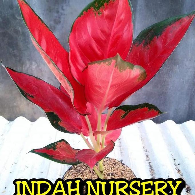 bibit bunga Aglonema suksom dewasa (suksom jaipong Kultur)