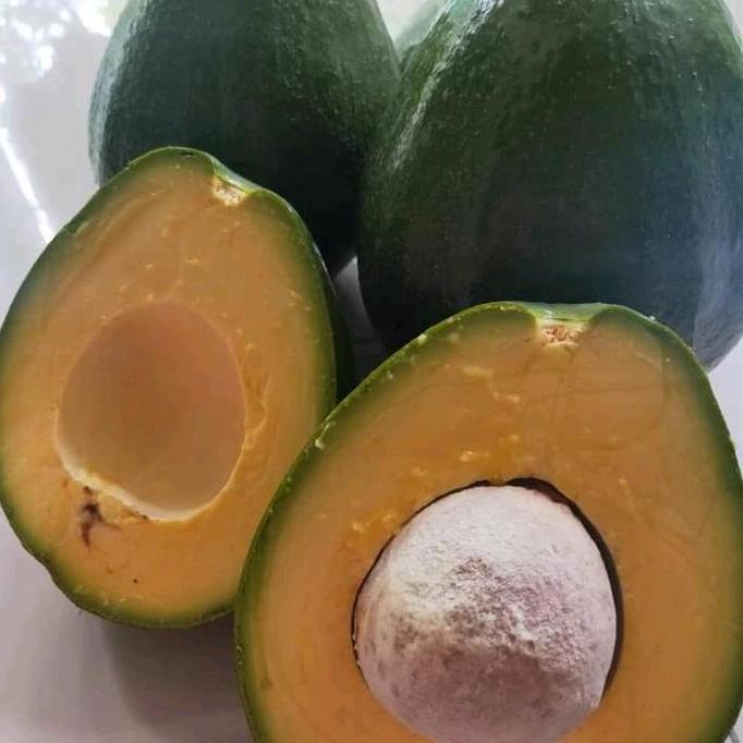 Bibit alpukat markus 1 meter cepet buah