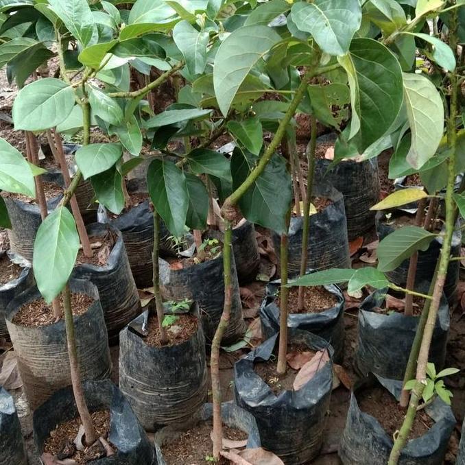 bibit alpukat markus 1 meter