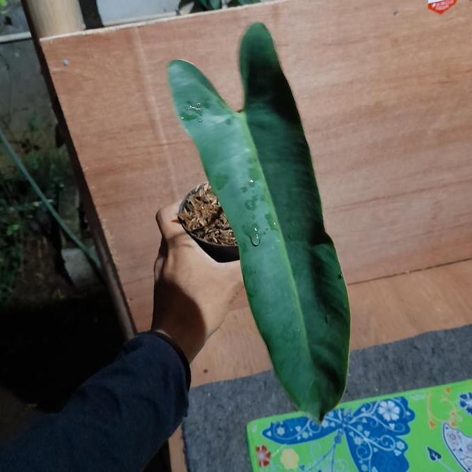 philodendron atabapoense x billietiae