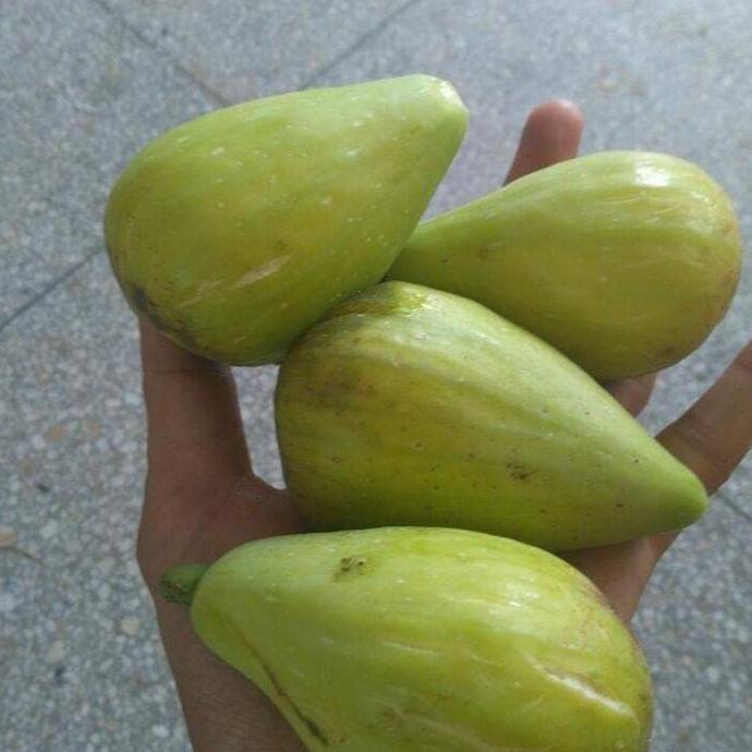 BiBit Buah tin Dalmatie Rusia TUMBUHAN