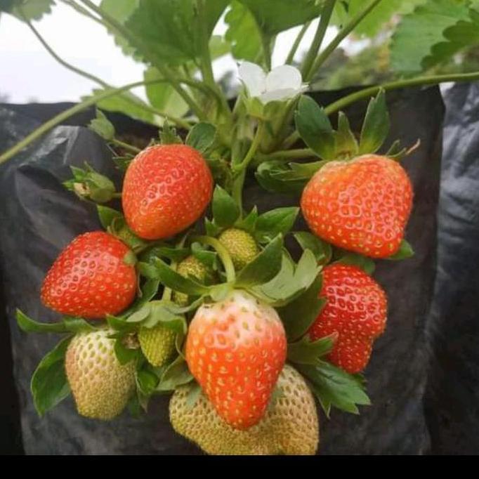 BIBIT TANAMAN BUAH STRAWBERRY KOREA TUMBUHAN