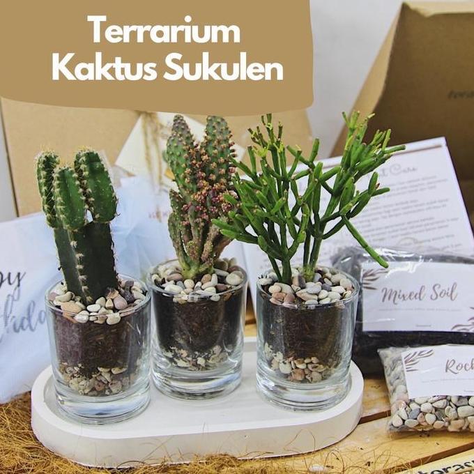 Terjangkau Terrarium Pot Kaktus Sukulen Planting Kit - Gift Hadiah Hampers