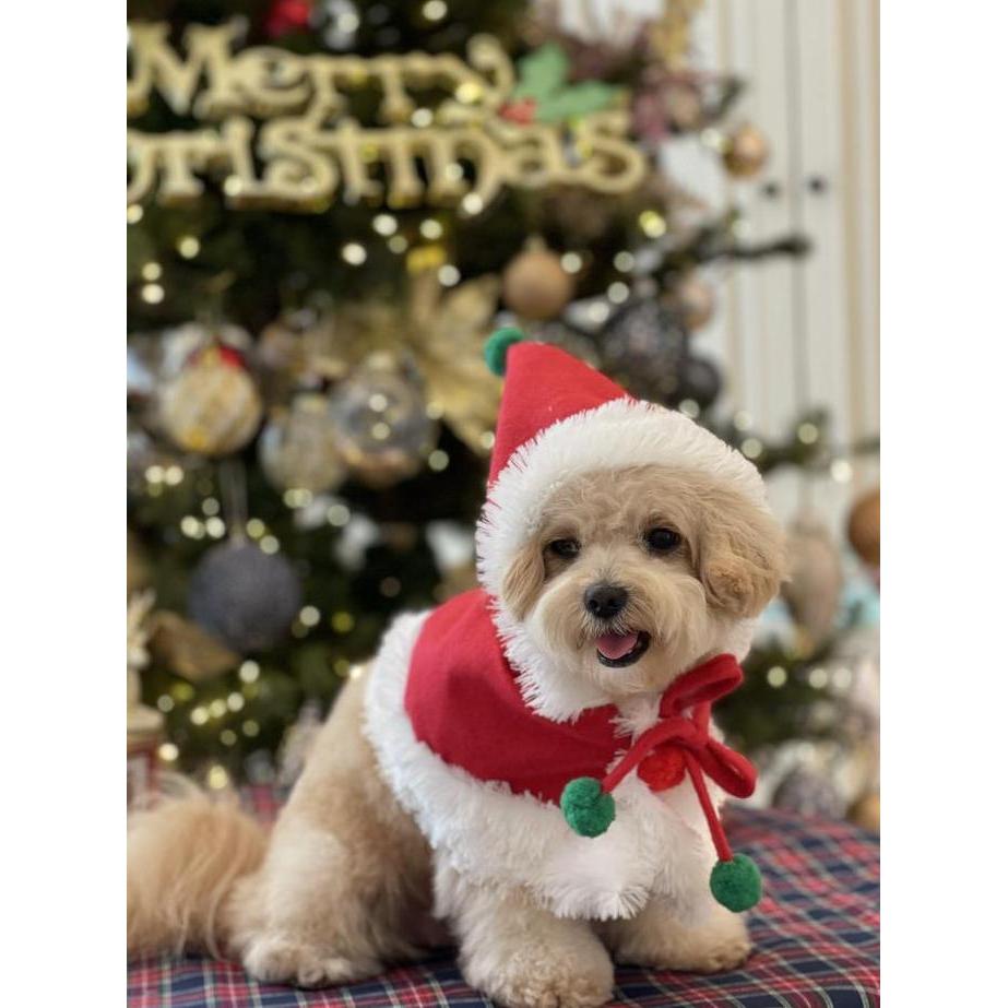 baju doggy natal christmas super quality red cape pawpawsome projects